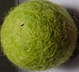 filc kroglice 1 cm, lemon green, 1 kos