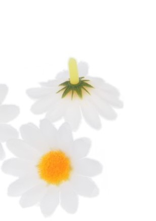 cvet marjetice 20 mm, bel, 1 kos